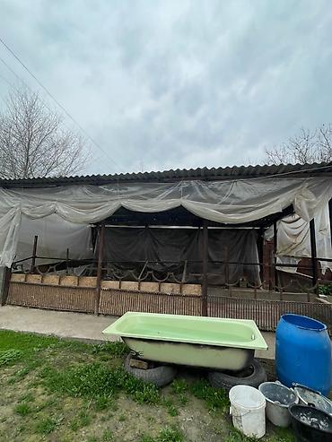 Продажа коттеджей и домов: Продаётся просторный 5-комнатный дом.село Панфиловка ул Тилебалиева 54 — 6