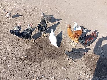 Продам с/х животных: Продаю | Куры | Домашняя | Для разведения — 5