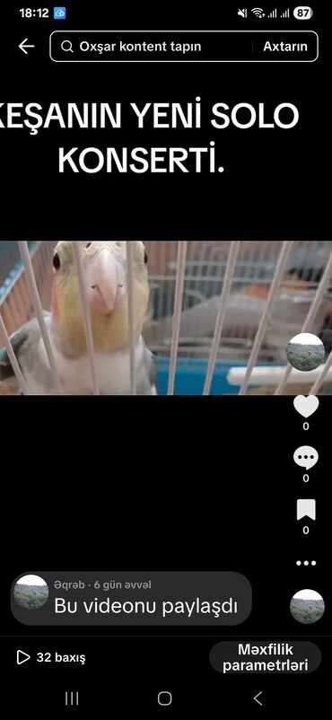 Amadinlər: KARELLA KEŞA (cockatiel) – sevimli ev quşu - Növ: Nymph kakadu - — 7