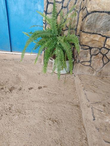 manqal ölçüləri: Nephrolepis exaltata (Boston qıjısı) – dekorativ otaq və eyvan bitkisi — 3