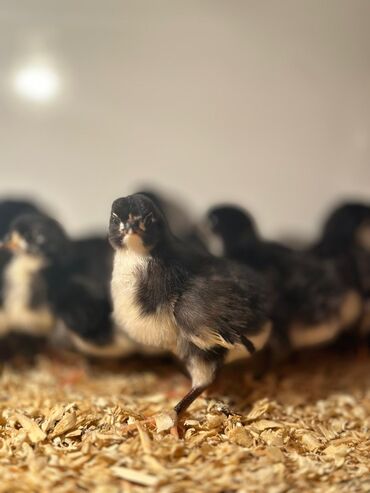 Toyuqlar: Təmiz qan Avstralop cücələr topdan satılır. 1 gündən 1 ayına kimi — 5