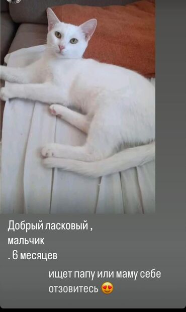 питомники кошек в баку: Турецкая ангора, Самец, В добрые руки