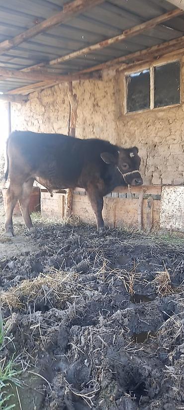 Коровы, быки: Продаю | Бык (самец) | Швицкая | На откорм — 4