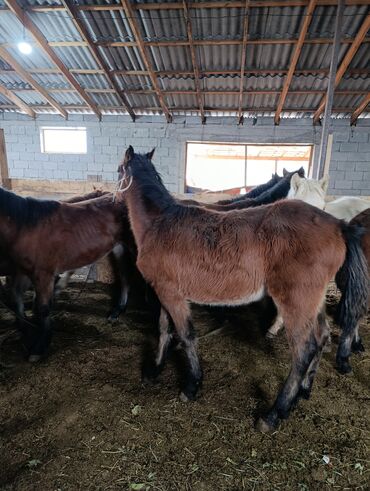 Лошади, кони: Продаю | Жеребенок | Для разведения | Племенные — 4