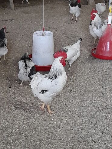 Xoruzlar: Xoruz, il: <1, Ödənişli çatdırılma — 11