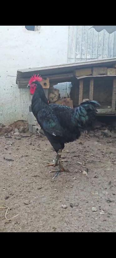 Куры, петухи: Продаю | Петух | Для разведения — 5