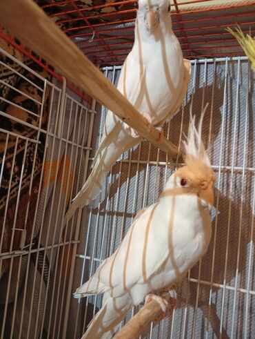 cins ineklerin satisi 2019: Albinos cütü satılır tam sağlam quşlardır ələ gəlirlər