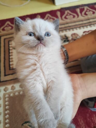 Pişiklər: 200 manatdan başdıyan qiymətlər 1000 manata kimi. Qiymət pişiyin — 15