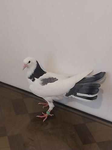 qus nömreleri: Bir balalardi den yeyen balalardi biri 18 biri 20 Tuklerdi.Hundur — 4