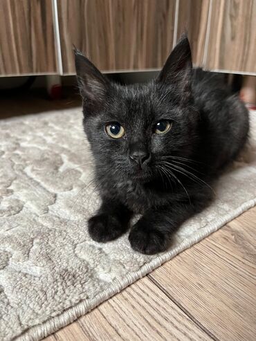 котенок сфинкс: Умненький и очень ласковый котик- малыш,ищет доброго и заботливого