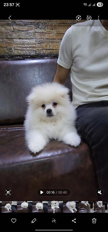 heyvan evleri: Məhsul: Pomeranian Spitz balası - Rəng: qar kimi ağ - Xəz: sıx — 6