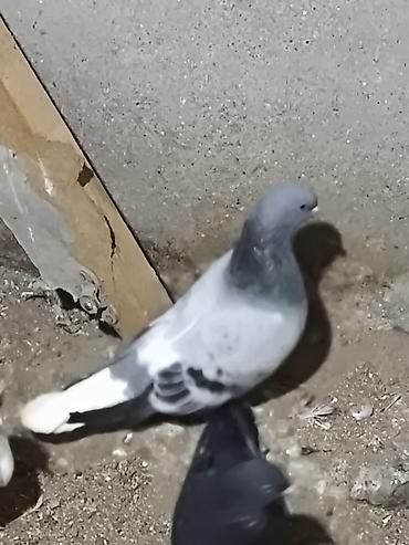 ucuz quslar: Türkiyə Taklası fərqli rəngdə — 7