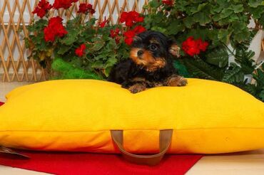Psi: Yorkshire terijeri (Yorkie) – štenad Na prodaju preslatka štenad mini — 6