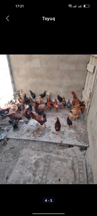 cins inekler: Toyuq, Damazlıq