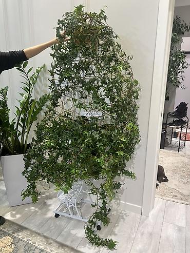 Фикусы: Фикус Бенджамина в напольных кашпо - Два взрослых деревца в отдельных — 15