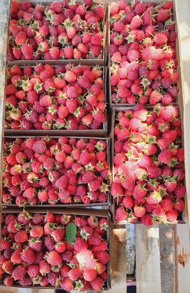 Meyvə və giləmeyvə: Məhsul: Təzə moruq (bağdan yığılmış) Təsvir: - Şirin, ətirli və — 5