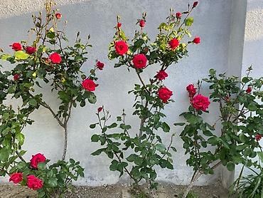 Divanlar: Künc divan, Açılmayan, Parça — 29