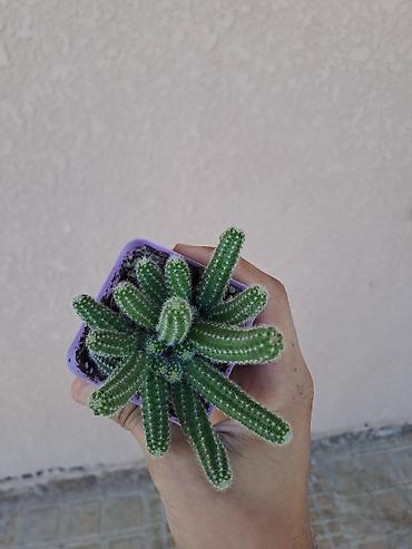 dekorativ ağac topiariya: Məmulat: Mini kaktus (Echinopsis chamaecereus – “Yer fıstığı”/“xiyar” — 1