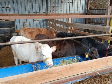 нашли кошку: Сатам | Уй (ургаачы), Кунаажын, Музоо | Ангус, Голштин, Алатоолук | Союуга, Көбөйтүү үчүн, Бордоп семиртүү үчүн | Асыл тукумдуу, Жасалма уруктандырылган