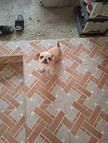 heyvan sahiblendirme: Pekines, 6 ay, Dişi, Peyvəndli, Ödənişli çatdırılma — 1