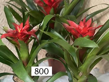 Антуриумы: Комнатные декоративные растения в горшках: - Антуриум (красные — 3