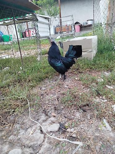 А/ч жаныбарлары үчүн тоюттар: Продаю карликового петуха — 4
