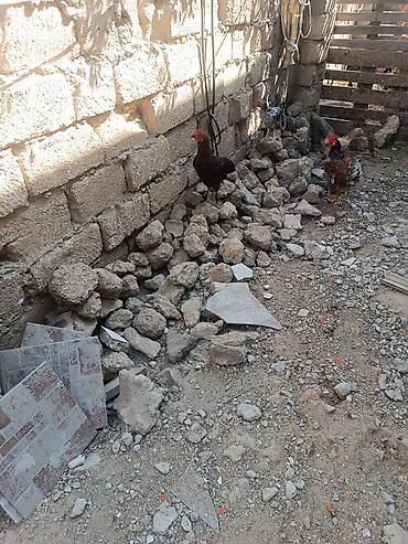 Toyuqlar: Məhsul: Yerli xoruz və toyuqlar (qarışıq rənglər) Ancaq damazliq etlik — 3