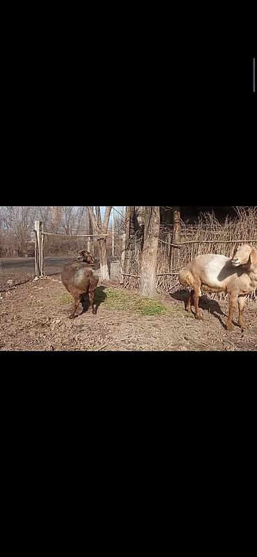 Баран, овца: Продаю | Овца (самка) | Для разведения | Матка — 2