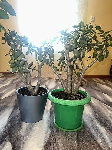 товар цены: 🪴 Комнатные растения по доступным ценам! 🌿 Цены — от 200 до 800 сом — 10