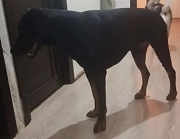 İtlər: Doberman, 2 il, Erkək, Cütləşmə üçün, Ünvandan götürmə — 4