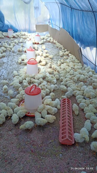 Животные: Продаю цыплят (петушки) им уже 8 дней. активные, находятся в