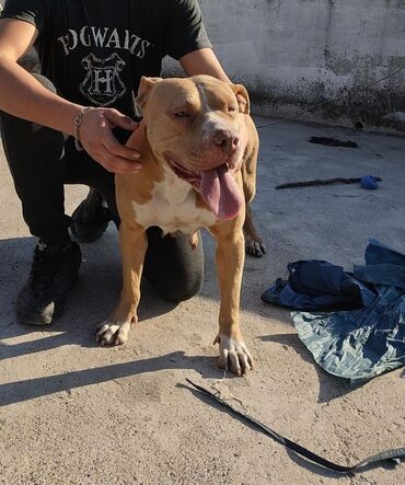 it pitbul: Pitbul, 4 il, Erkek, Ödənişli çatdırılma, Rayonlara çatdırılma, Ünvandan götürmə