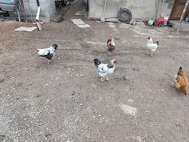 Куры, петухи: Продаю | Петух | Для разведения — 7