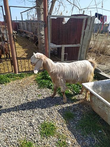 Digər kənd təsərrüfatı heyvanları: Hələb keçiləri satılır.2ana 5bala — 5