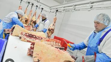 фронтальный погрузчик работа: Требуются сотрудники для первичной переработки мяса. Процесс включает
