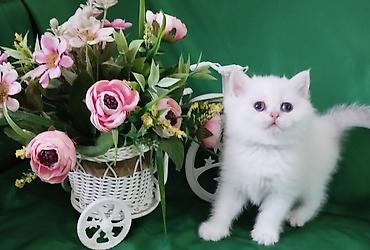 Продажа кошек: Готовится к продаже девочка, Скоттиш страйт.С документами. Мама — 1