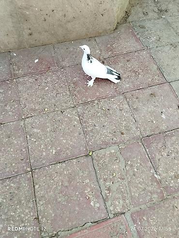 Göyərçinlər: Tutulma göy boyun cavan quşdur.Erkək 13-14 tük — 2