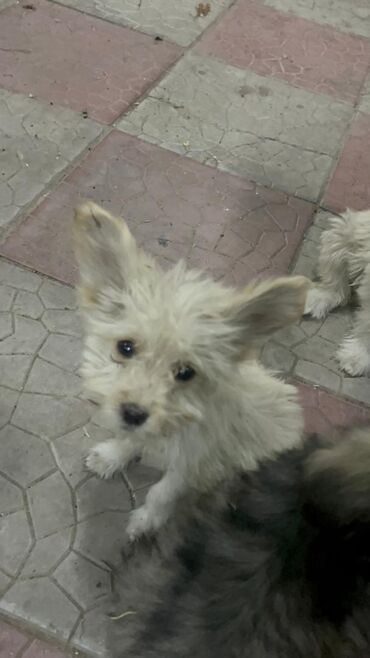 Продажа собак: 3 месяца, Самец — 5