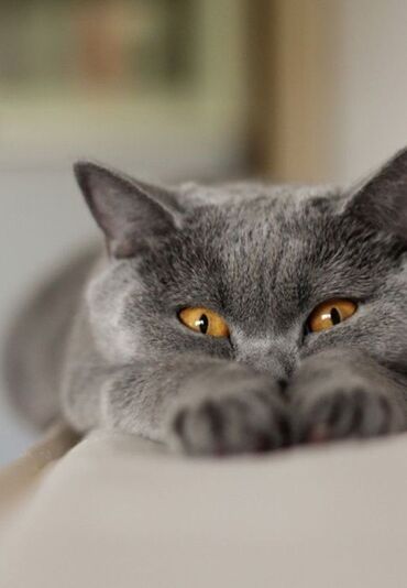 Pişiklər: Britan, Dişi, Erkək, Ünvandan götürmə — 18