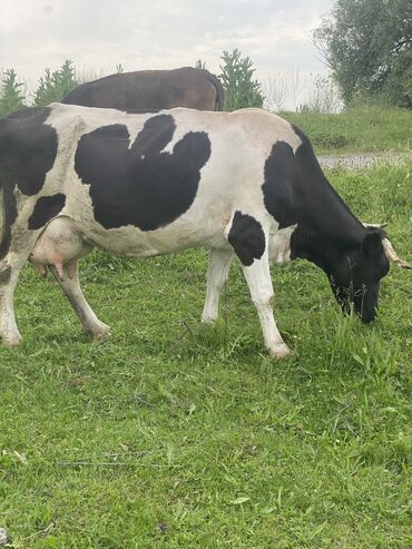 карова молочный: Продаю | Корова (самка) | Голштин | Для разведения, Для молока