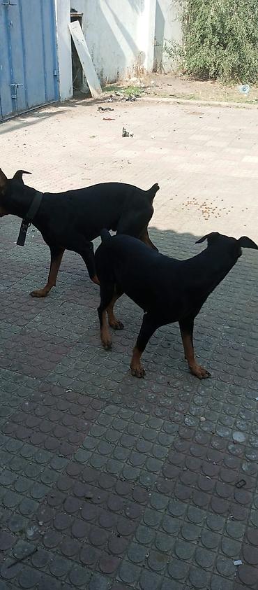 it üçün boyunbağı: Doberman, 10 ay — 1