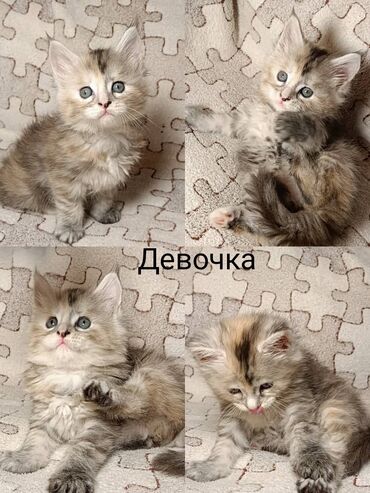 кормящая кошка: Продаются чистокровные Мейн куны 5 котят месяц и неделя и одна девочка