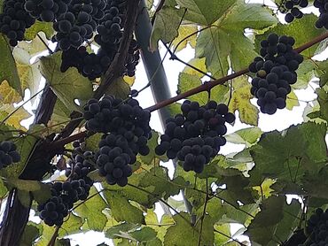 куплю саженцы роз: Жүзүм Чекене, Өзү алып кетүү