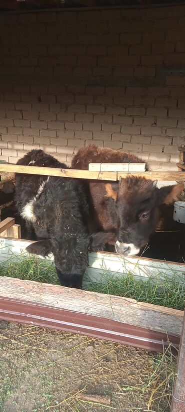 Коровы, быки: Продаю | Тёлка | Полукровка | На откорм | Племенные — 6