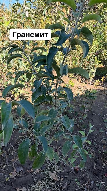Груша: 🌱🍎 КАЛИРОВАННЫЕ САЖЕНЦЫ ПЛОДОВЫХ ДЕРЕВЬЕВ В ПРОДАЖЕ! 🍎🌱 Опыт -40 лет — 12