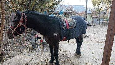 Лошади, кони: Продаю | Конь (самец) | Полукровка | Рабочий | Племенные — 10