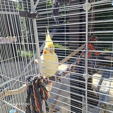 Другие с/х животные: 🦜 Попугаи корелла в продаже Продаются 2 кореллы: ✔ Одному — 2 года ✔ — 6