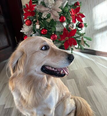 sabuncu it bazari harda yerlesir: Retriever, 1 il, Erkek, Peyvəndli, Ünvandan götürmə