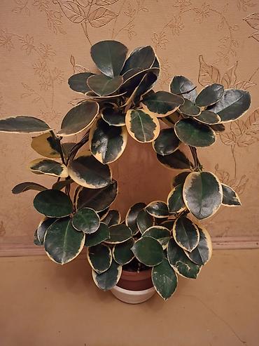 Сингониумы: Коллекция комнатных растений — подборка декоративно-лиственных — 38