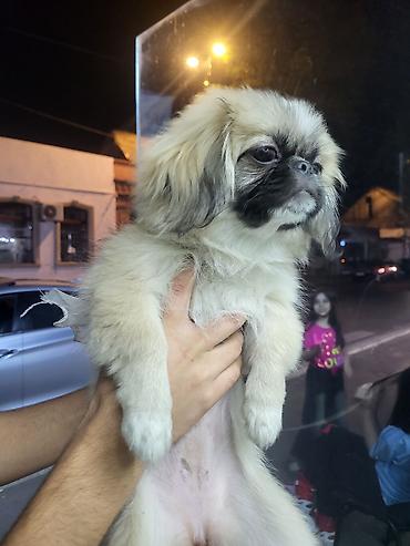 pitbull tap az: Pekines, 3 ay, Dişi, Pulsuz çatdırılma — 2